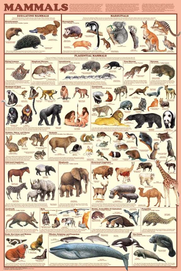 how many different types of animals are in the world