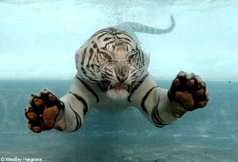 http://cdn.zmescience.com/wp-content/uploads/2010/07/white-tiger-swimming.jpg