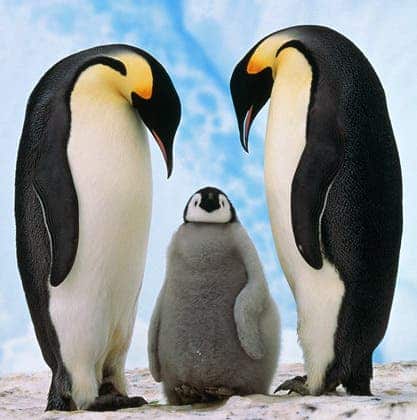 企鵝父母