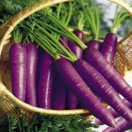 purple-carrot.jpg