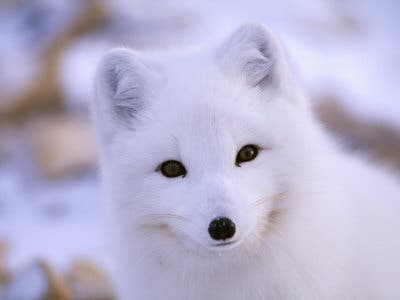 สุนัขจิ้งจอกอาร์กติก นักล่าตัวน้อยแห่งขั้วโลกเหนือ
