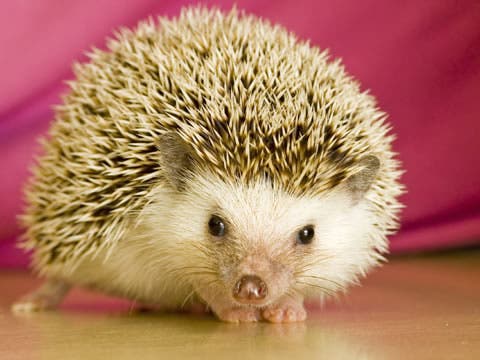 Hedgehog Pets