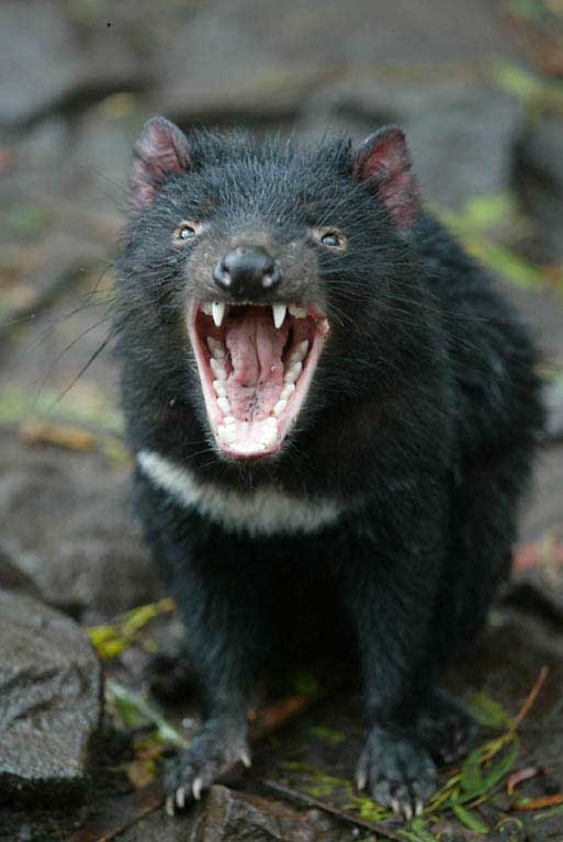 tasmanian-devil-2.jpg