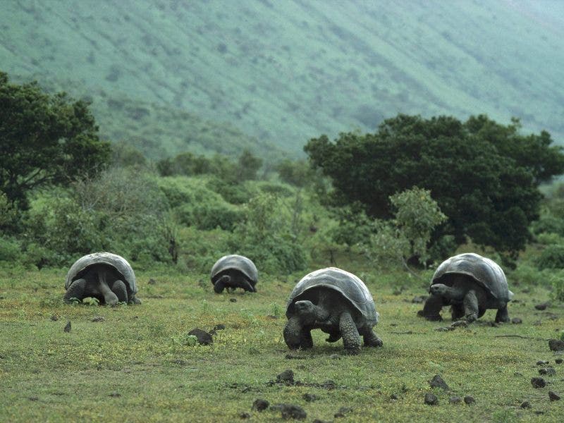 What is the average life span of a tortoise?