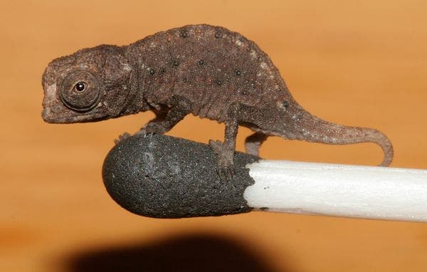 Smallest chameleon, just ONE inch in size, discovered in Madagascar