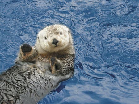 Simply Sea Otters
