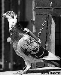 Carrier Pigeon Images