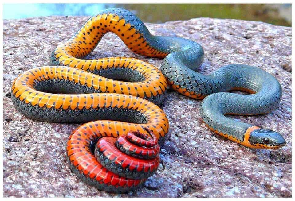 Venomous Snakes in the United States  Regal Ringneck Snake
