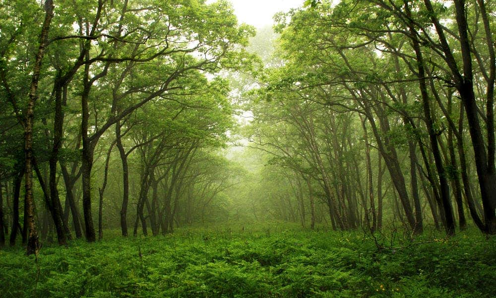 forest.jpg