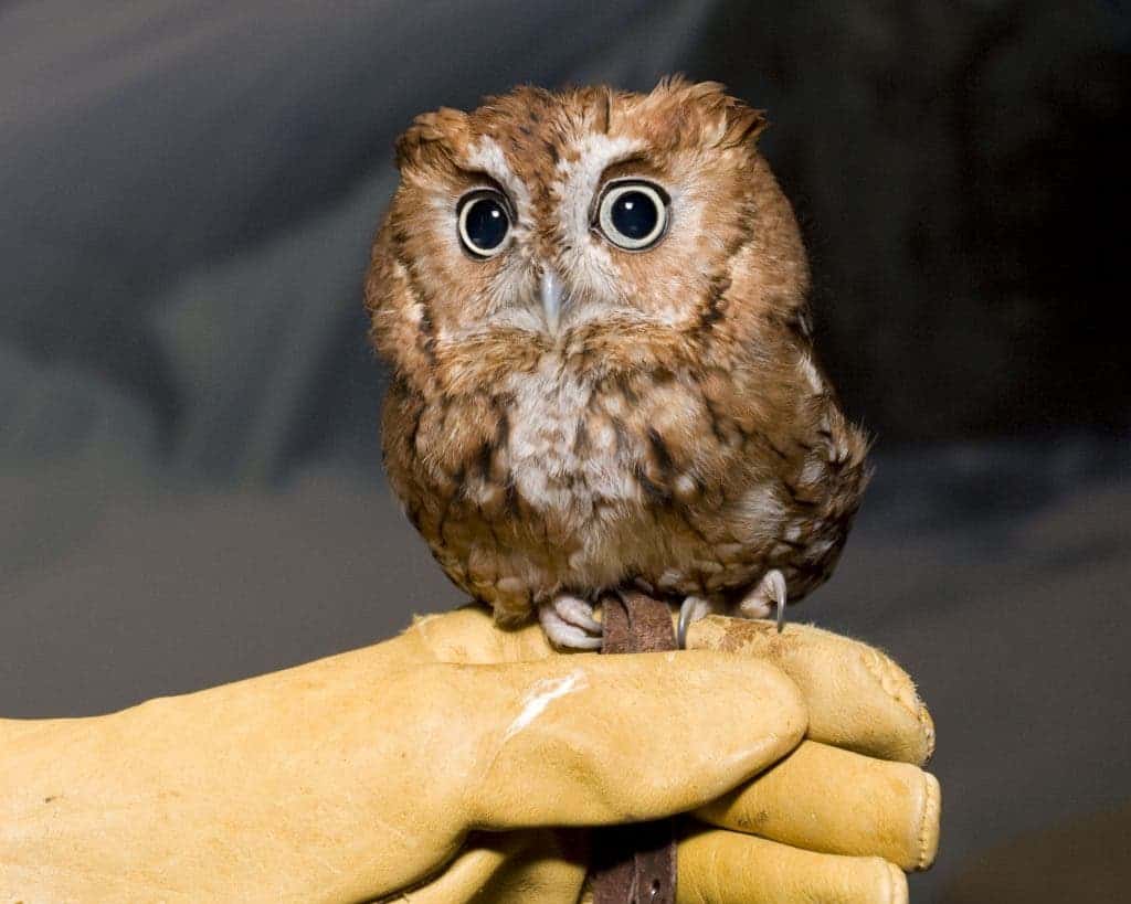 How the owl turns its head 270 degrees