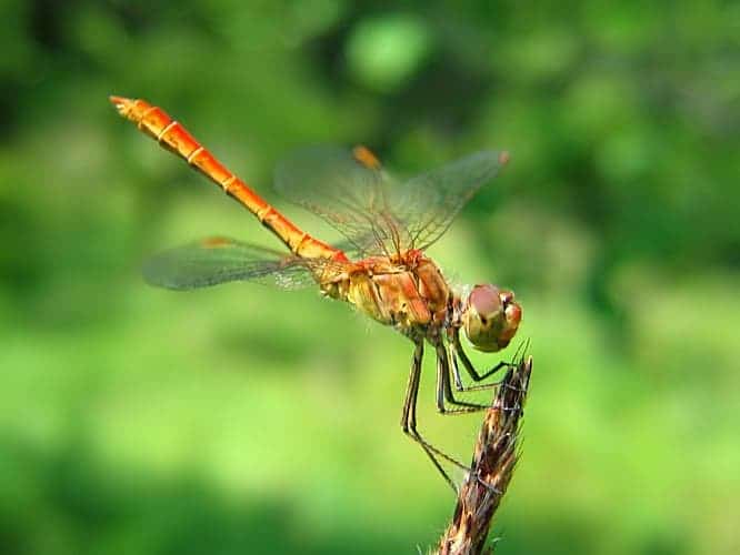How are dragonflies helpful to people?