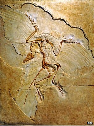 Bird like fossil is older than Archaeopterix