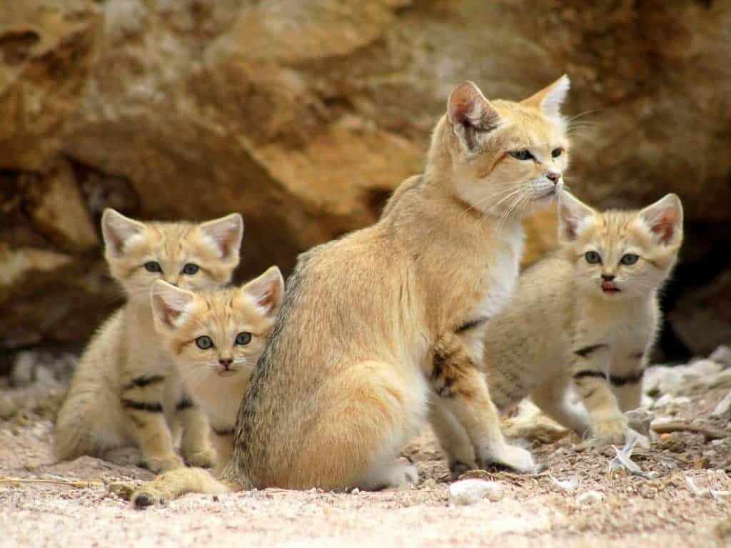 Sand cat the amazing animal that doesn't need to drink water