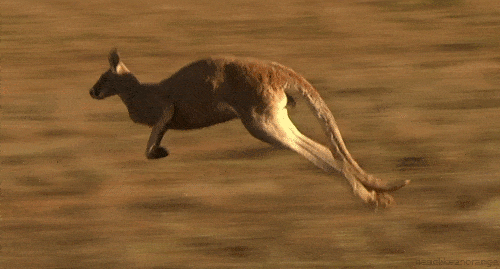 Kangaroos use their tail as an extra leg when walking