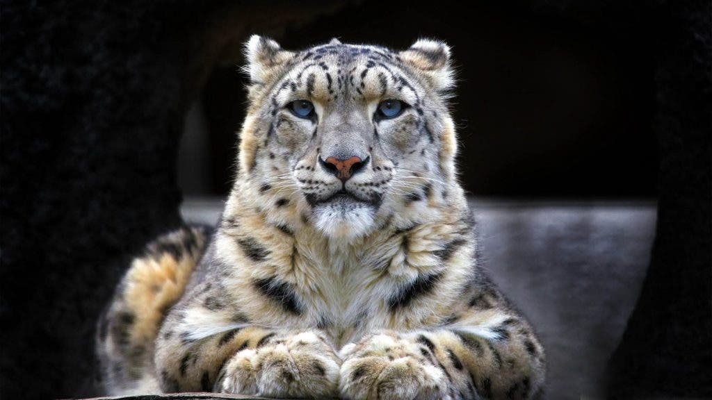 Captive Breeding Programs For Snow Leopards Diet