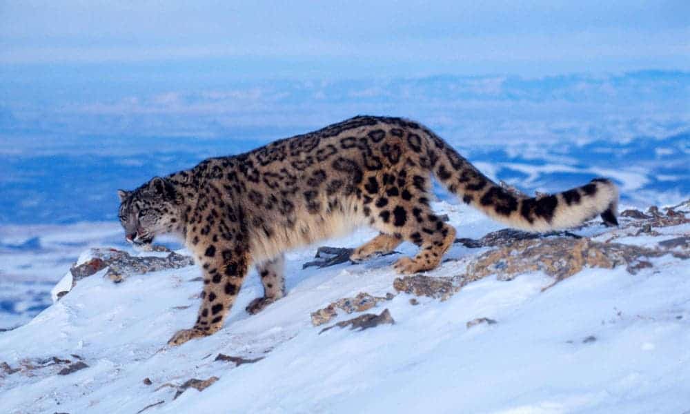 Breeding Programs For Snow Leopards Diet Facts