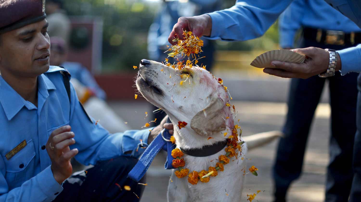 image festival perros Kukur Tihar nepal dog kindness festival