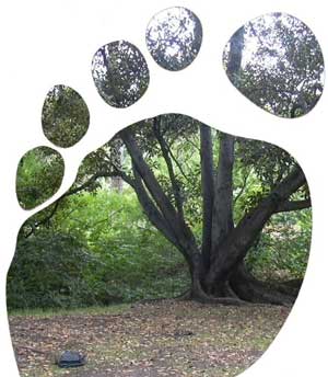 eco footprint