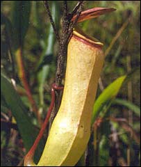 endangered plant