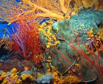 great coral reef