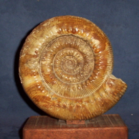 fossil art