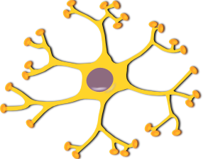 interneuron