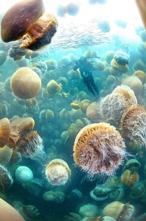 jellyfish_invasion