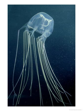 osgok-00001316-001box-jellyfish-or-sea-wasp-poisonous-australia-posters