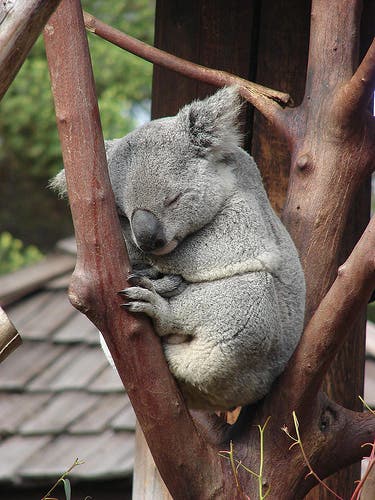 koala-2