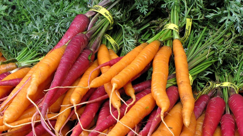 carrots in a bundle