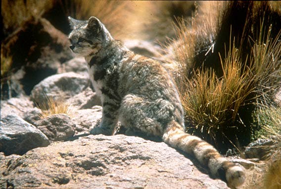 he Andean cat. © Jim Sanderson, PhD/Small Wild Cat Conservation Foundation.