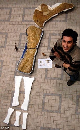 Octavio Mateus with part of a forelimb of the fossilised Angolitian adamastor, one of the largest creatures ever to walk on Earth.