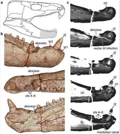 The Labidosaurus Hamatus jaw examined