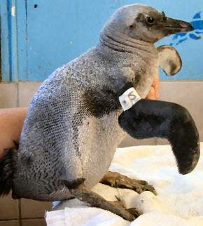 featherless naked penguin