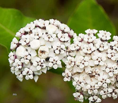 White Milkweed, one of the plants which used to exist in New York