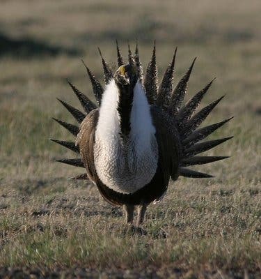 Greater Sage grouse, one of the species battling for a place in the Endangered Species Act. Greater Sage-grouse. (c) John Carlson