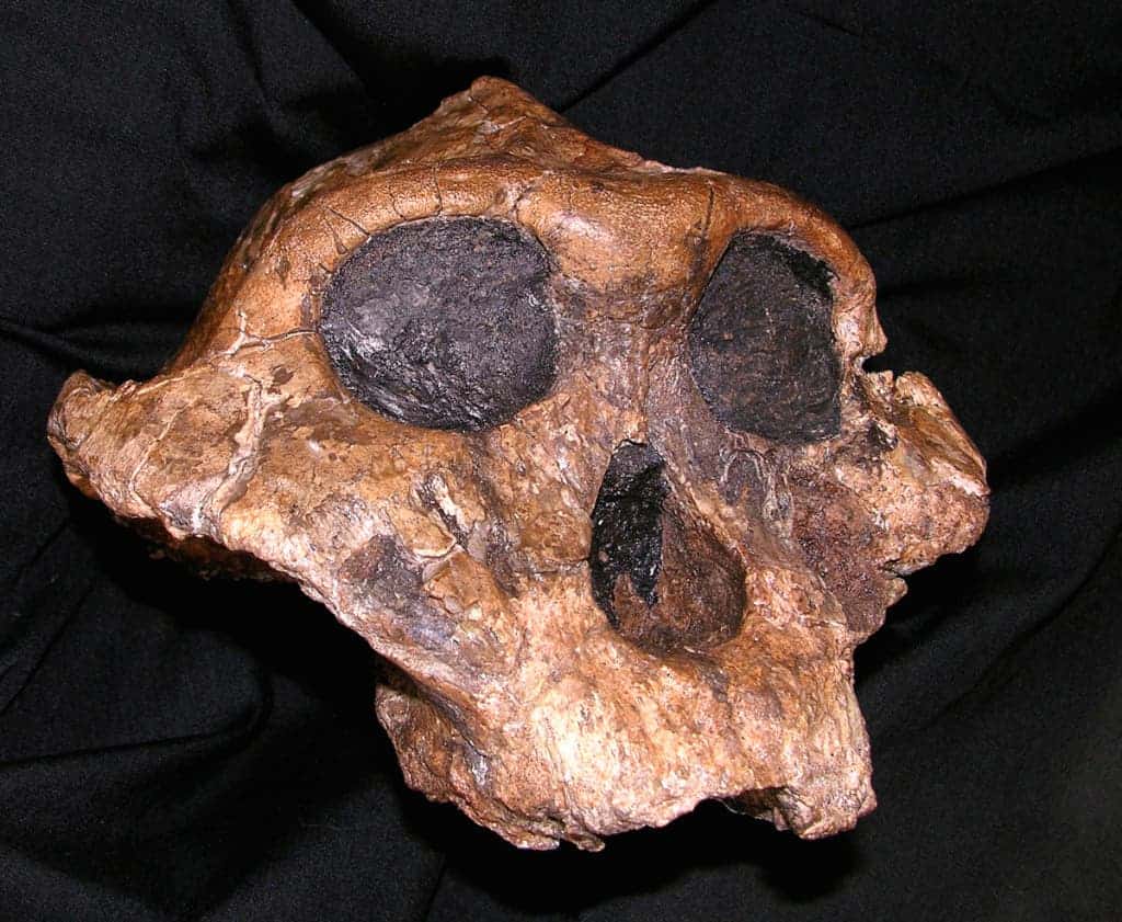 the skull of Paranthropus boisei, known for decades as Nutcracker Man because of its large, flat teeth. (c) AP Photo/David Brill, National Museums of Kenya