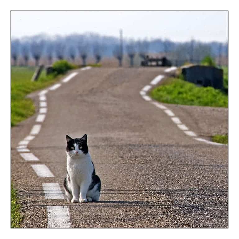 Road Cat 