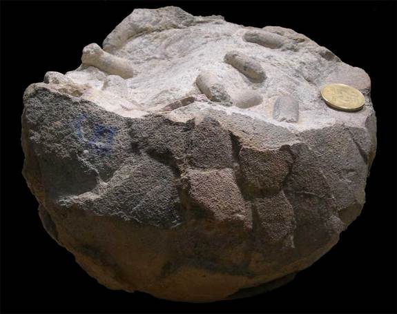 The fossilized titanosaur egg reveals the sausage-shaped structures that are likely preserved wasp cocoons. Coin added for scaling purposes. (c) Jorge Genise