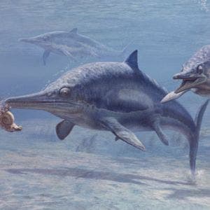 Illustration of ichthyosaurs 