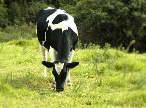 A solitary cow, peacefully grazing away. A dazzling sight for any 