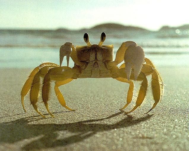 Indian Ocean Region A Haven for Crab Species!