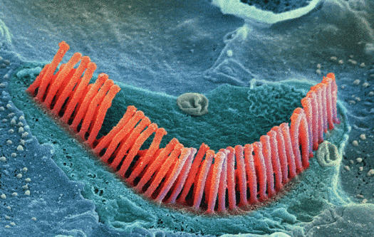 Hair cells located in the organ of corti, in the cochlea of the inner ear.(c) SPL / Photo Researchers, Inc