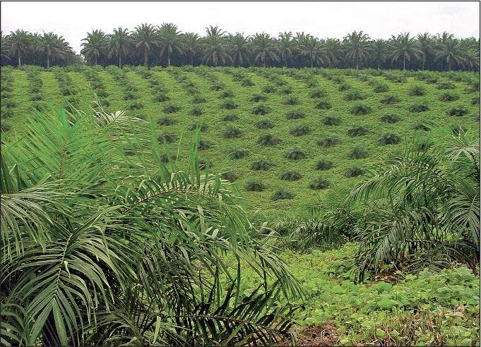 Young oil palm in plantation in Indonesia. The mature plant is used to produce biofuels, an alternative clean energy in emissions, however thousands of hectars of rainforest have been swept to make way for the palm. Because oil palms don't absorb as much CO2 as the rainforest or peatlands they replace, palm oil can generate as much as 10 times more carbon than petroleum. (Photo: T. Durand-Gasselin)