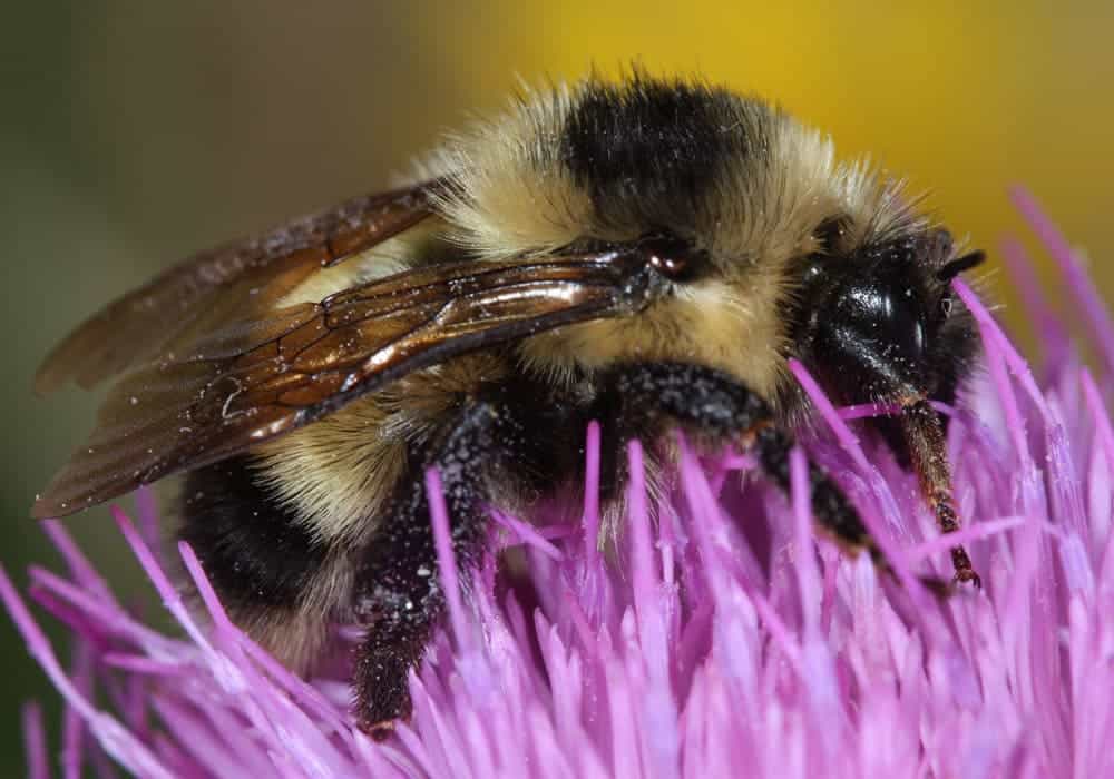 Cockerell's Bumblebee