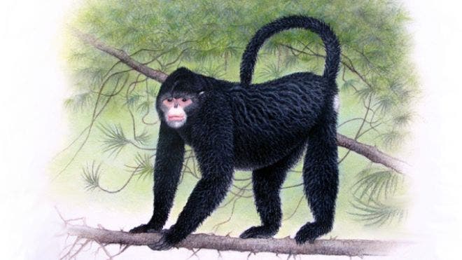Artist impression of the white snub-nosed monkey, Rhinopithecus strykeri, which sports an 