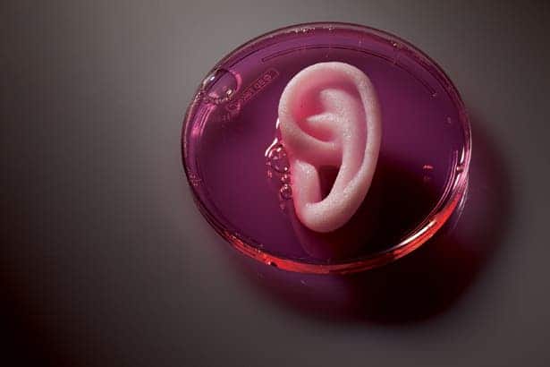 Human ear grown in a lab from stem cells.