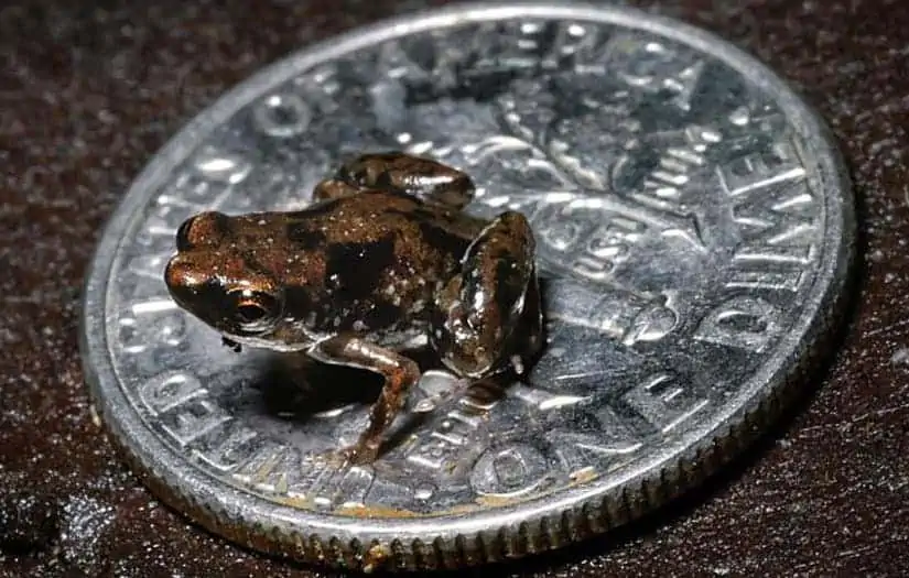Paedophryne amauensis, the previous record holder for smallest vertebrate. Credit: Rittmeyer et al., PLOS ONE (2012).