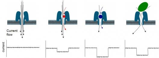 This diagram shows a protein nanopore set in an electrically resistant membrane bilayer.  An ionic current is passed through the nanopore by setting a voltage across this membrane. (c) Oxford Nanopore Technology 