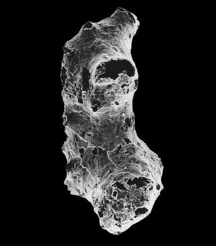 Electron microscope scanning view of Otavia antiqua. (c) Image courtesy Anthony Prave, University of St. Andrews